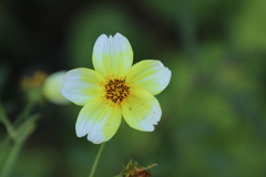 路傍の花