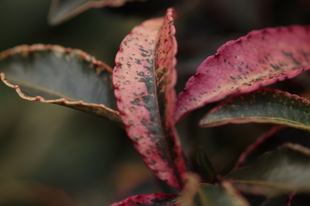 枯葉では有りません