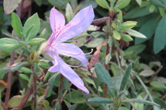 路傍の花