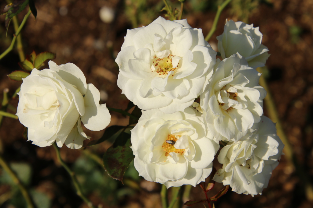 晩秋の薔薇