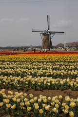 チューリップの里ー2