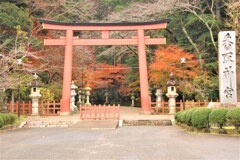 暖冬の紅葉