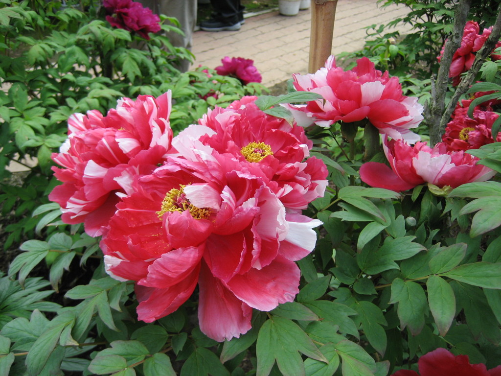 花言葉は高貴
