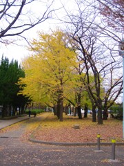 散歩道
