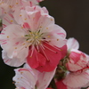 春うららー６