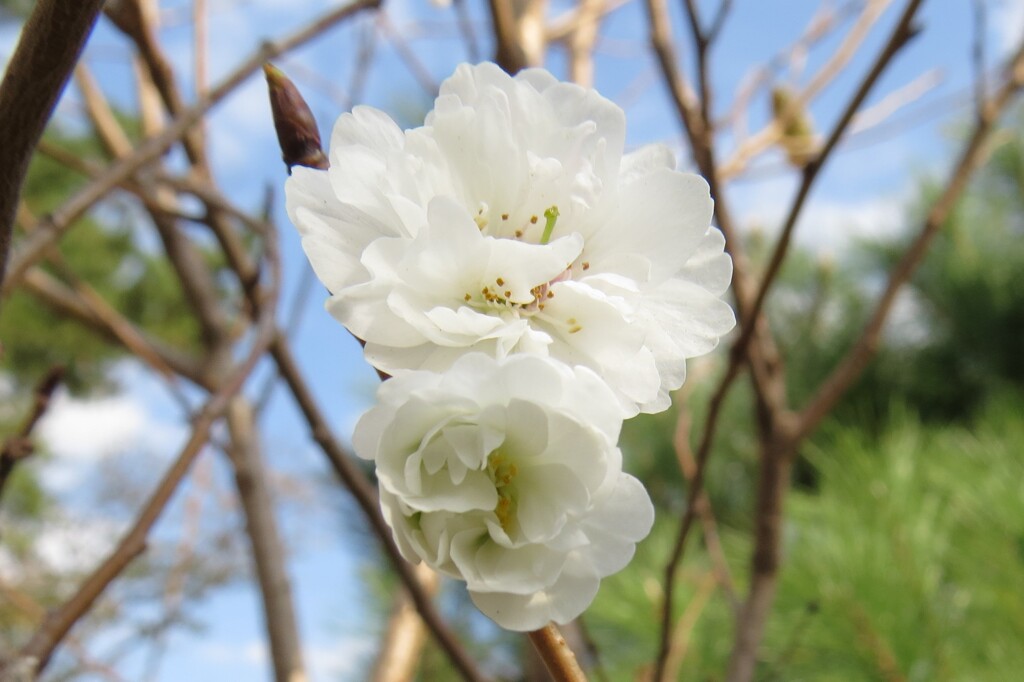 10月桜、まだ咲いていますよ～その3