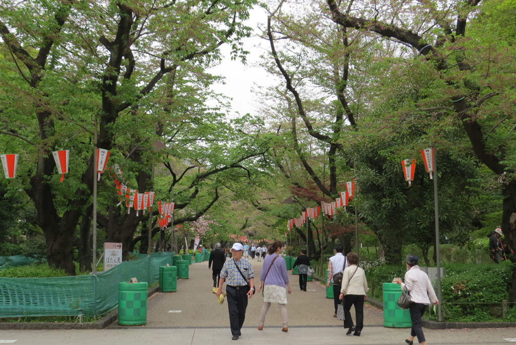 葉桜見in上野4,17