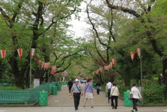 葉桜見in上野4,17