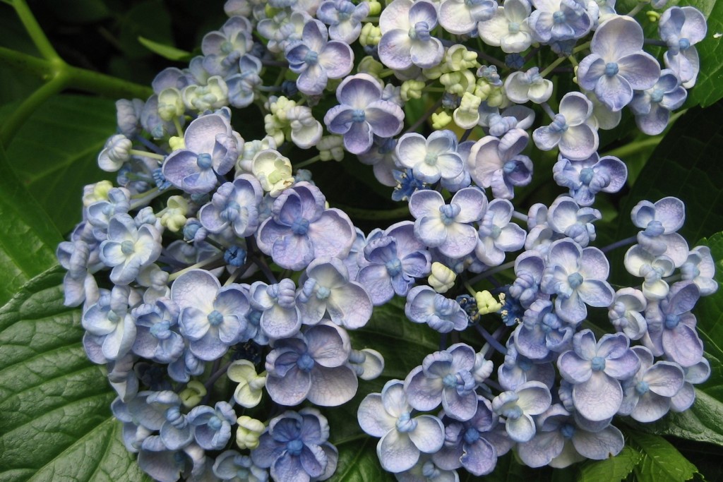 紫陽花