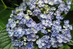 紫陽花