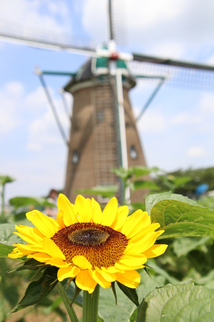 夏来る