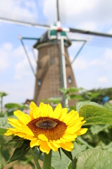 夏来る