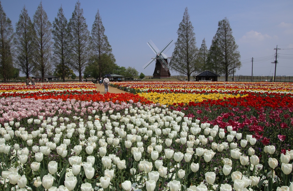 平成チューリップー3