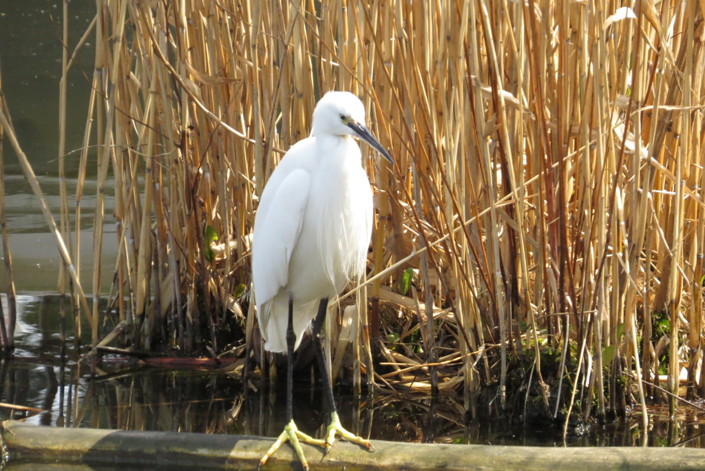 どうしょうかな？