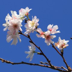 10月桜