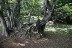 木陰その1
