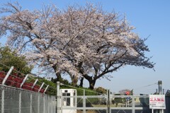 自衛隊演習場の桜