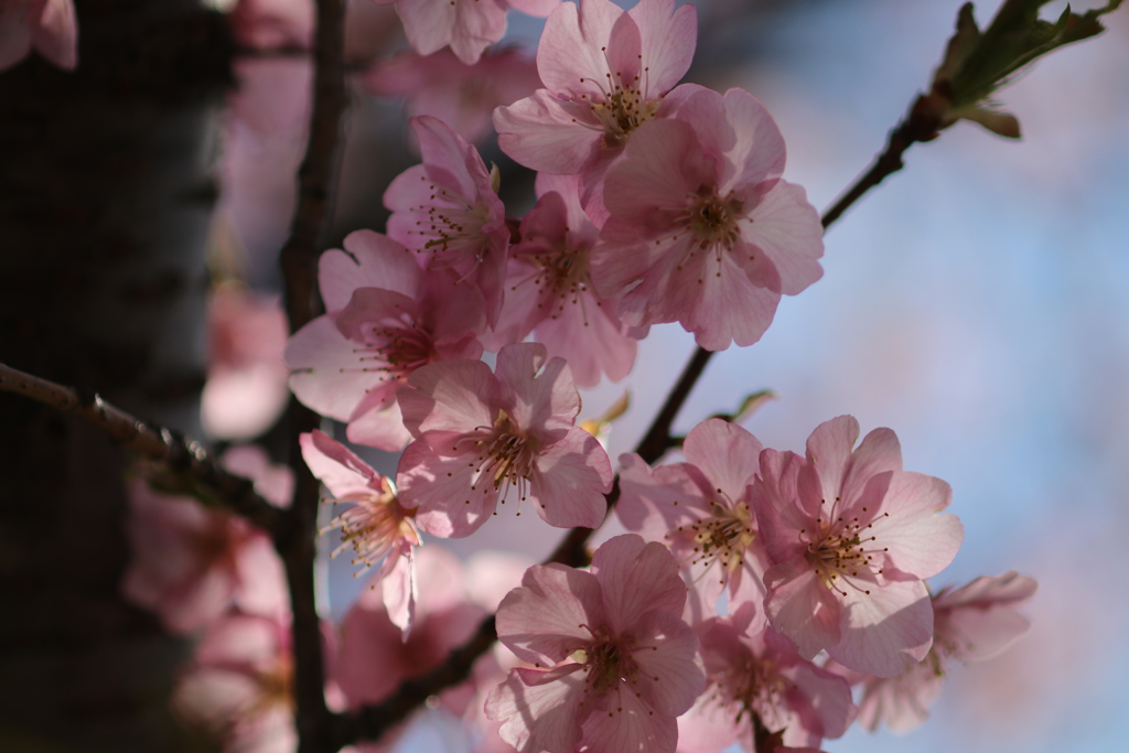 この花が散る頃には？