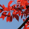 炎
