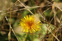 路傍の花