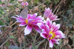 路傍の花