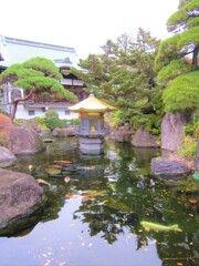 寒空下の鯉