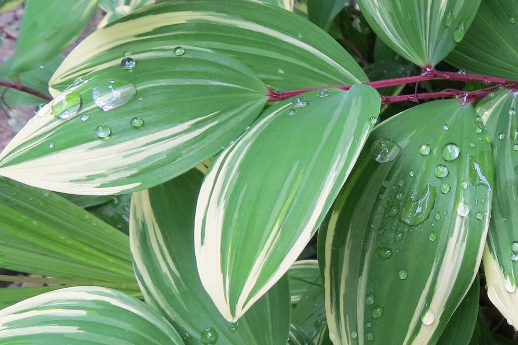 雨上がり