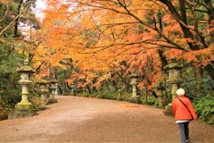 暖冬の紅葉