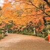 暖冬の紅葉