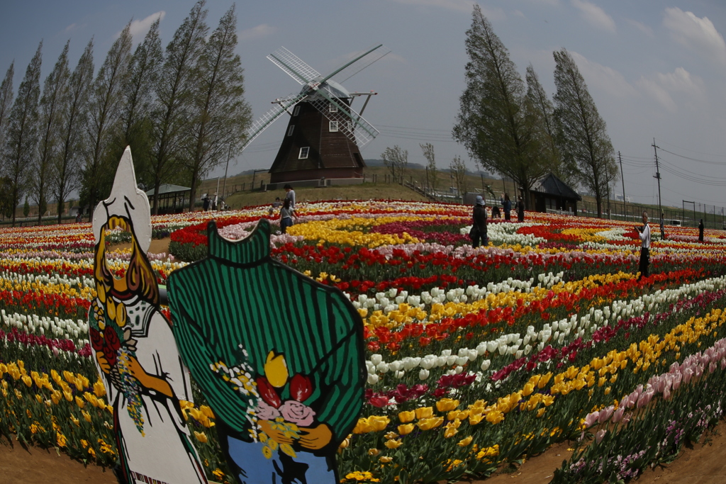 平成チューリップー4