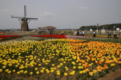 チューリップの里ー1