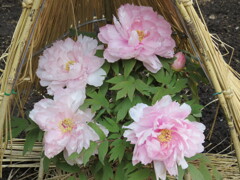 上野公園散策 -5