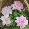 上野公園散策 -5
