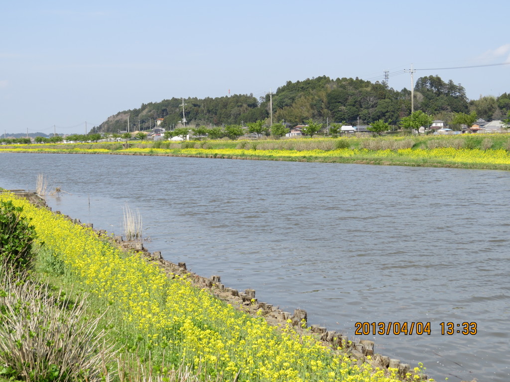川辺の菜の花