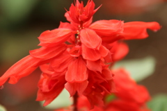路傍の花