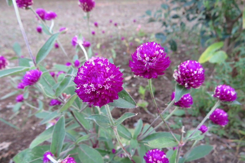 路傍の花