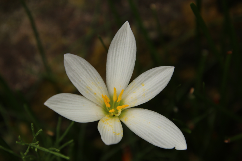 路傍の花