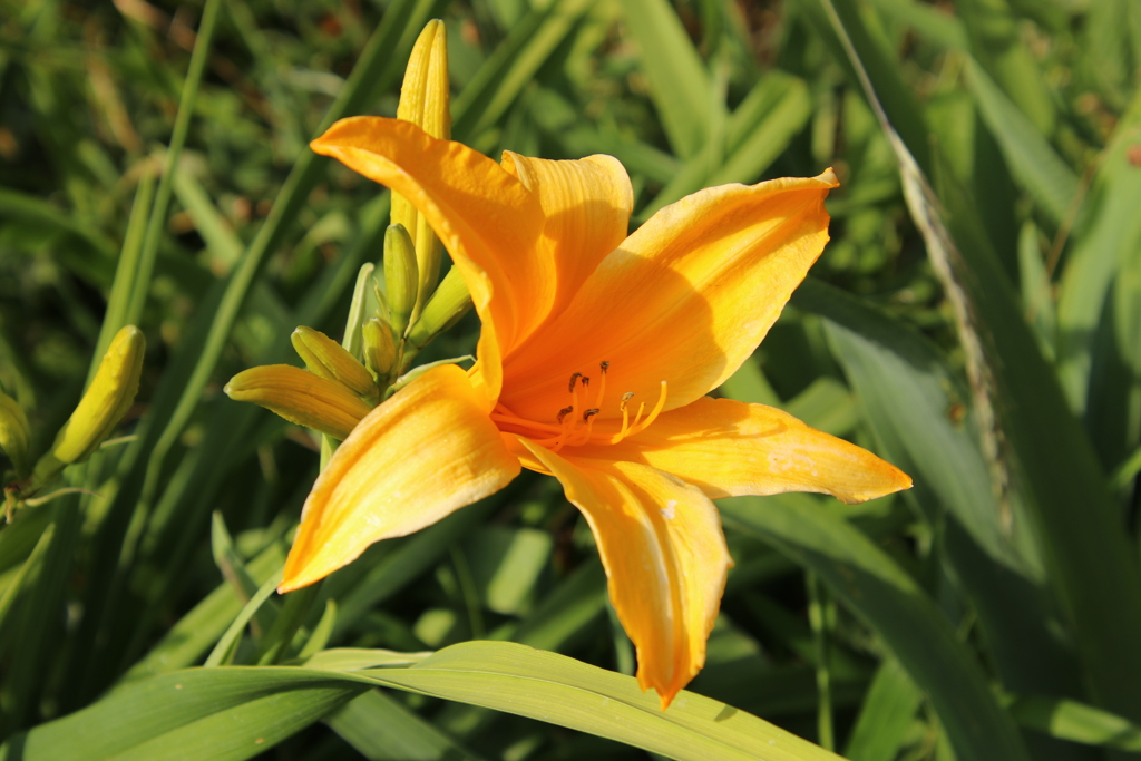 路傍の花