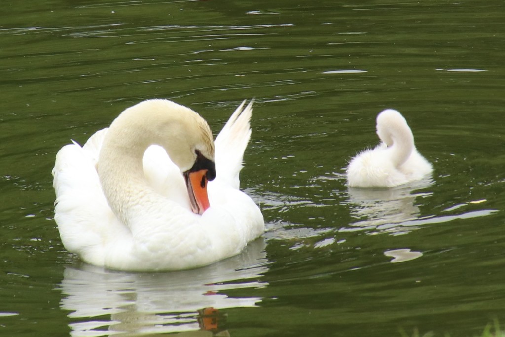 親子（くつろぎ）