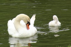 親子（くつろぎ）