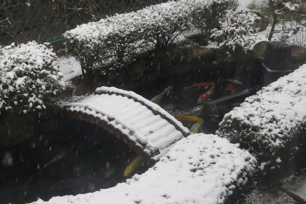 ２/９雪が降って来ました-1