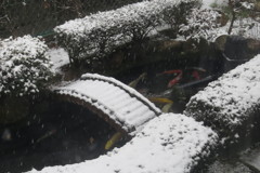 ２/９雪が降って来ました-1