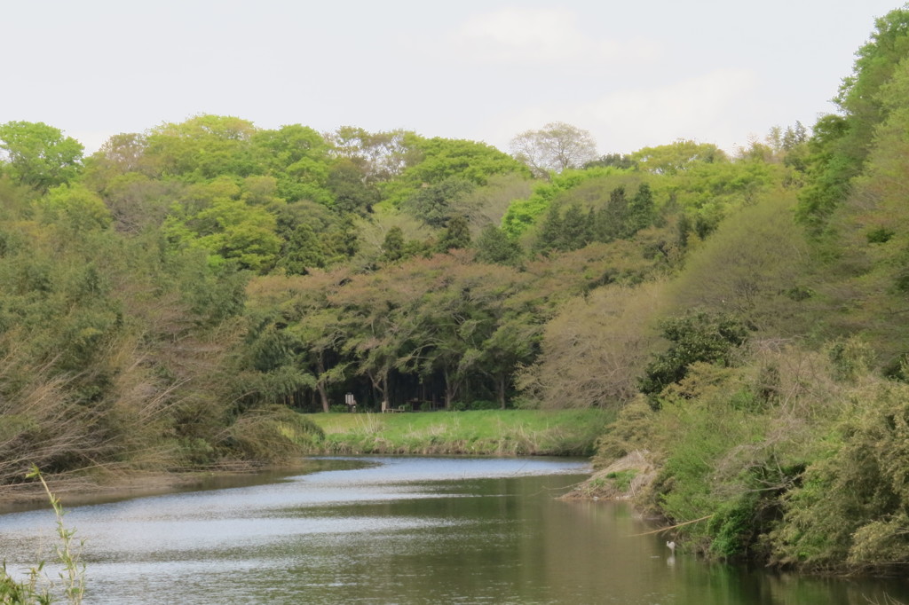 新緑の湖畔　