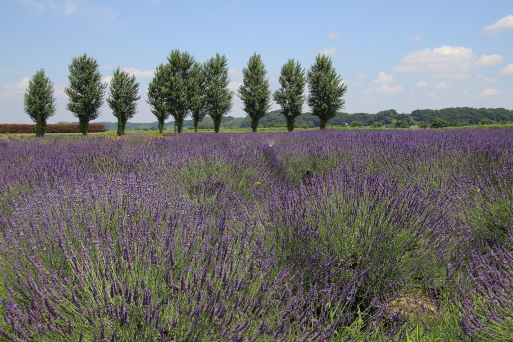 梅雨の中休みその2