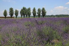 梅雨の中休みその2