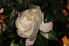 路傍の花