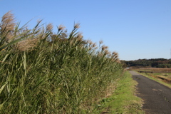 散歩道