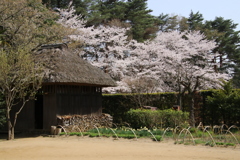 古民家と桜ー３