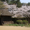 古民家と桜ー３
