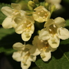 庭先の花